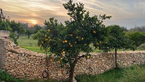 Un muro de piedra con un árbol frutal al atardecer.