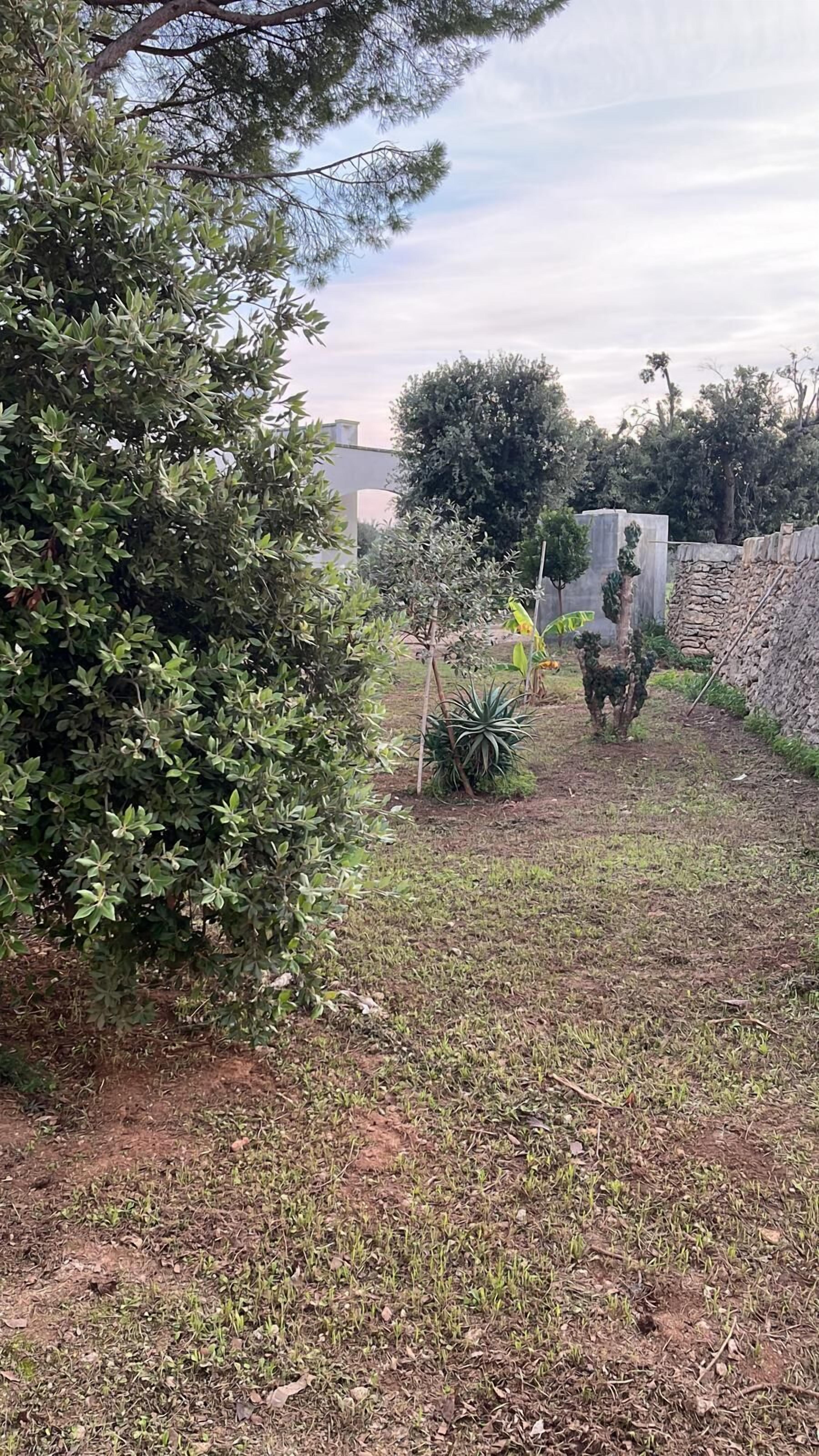 A garden with various plants and trees, a stone wall, and a grassy area.