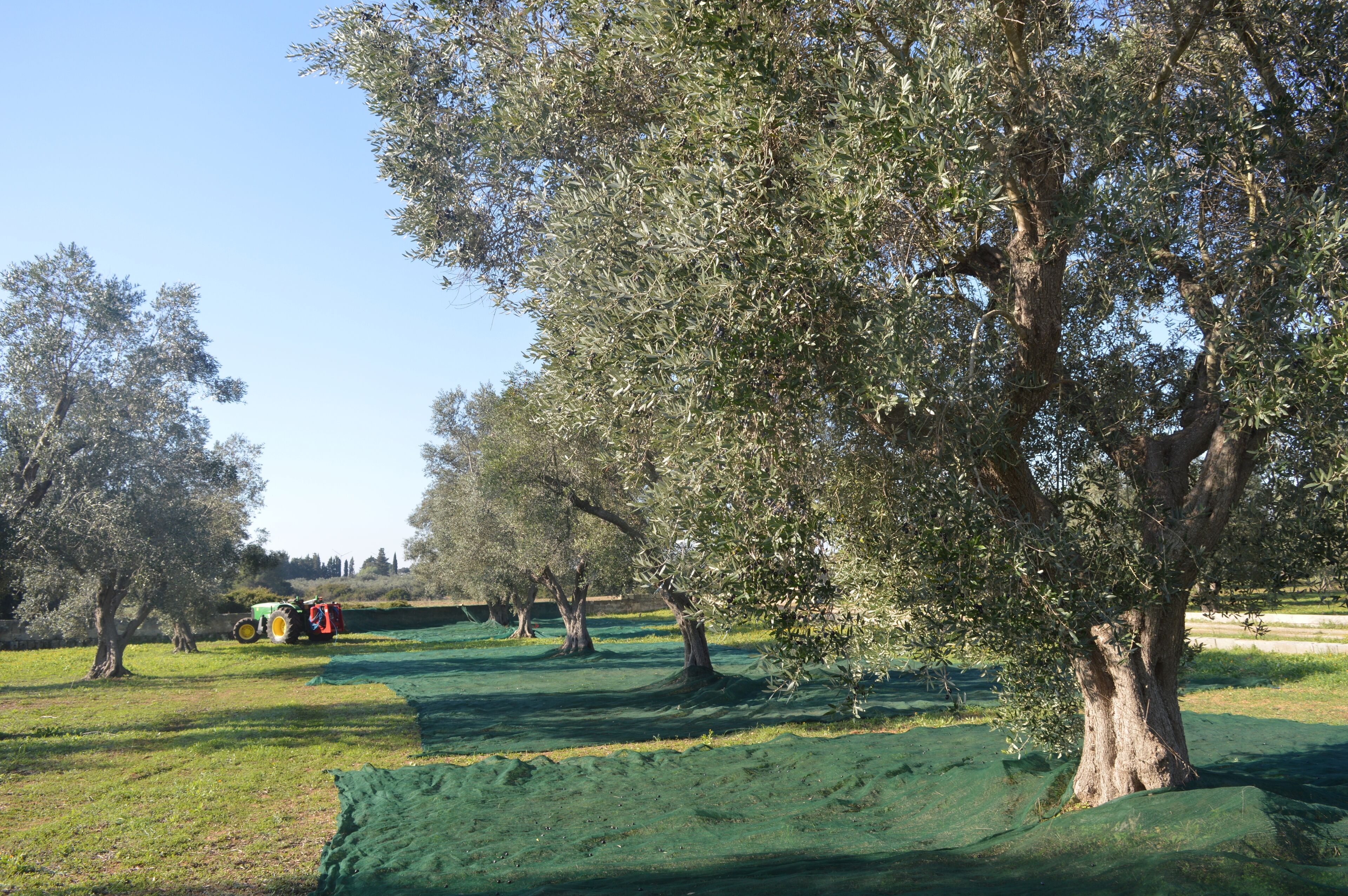 A rural landscape with olive trees, a tractor, and a green field.