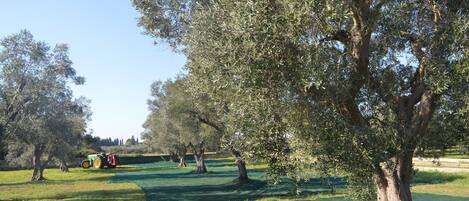 A rural landscape with olive trees, a tractor, and a green field.