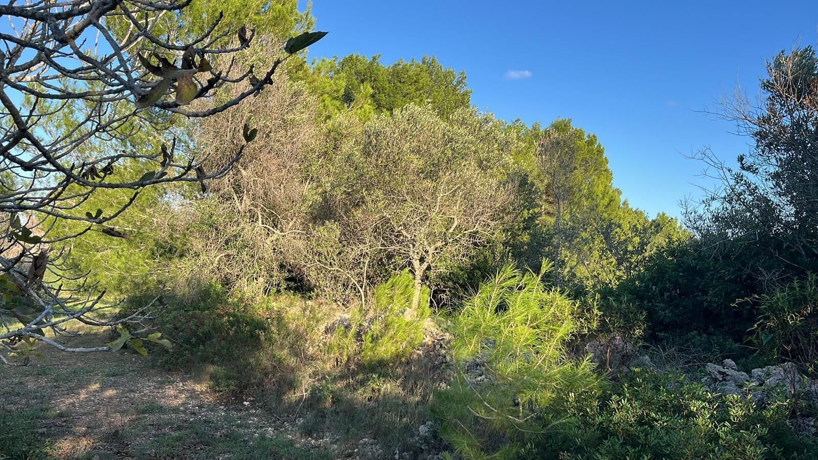A natural landscape with a variety of trees and shrubs, a clear sky, and a dirt path.
