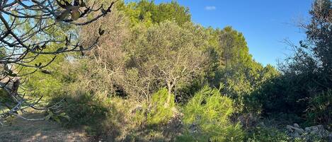 A natural landscape with a variety of trees and shrubs, a clear sky, and a dirt path.