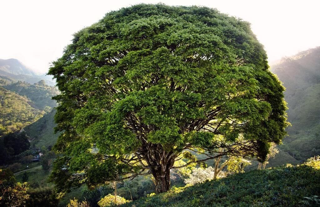 A large, dense tree in a mountainous landscape.