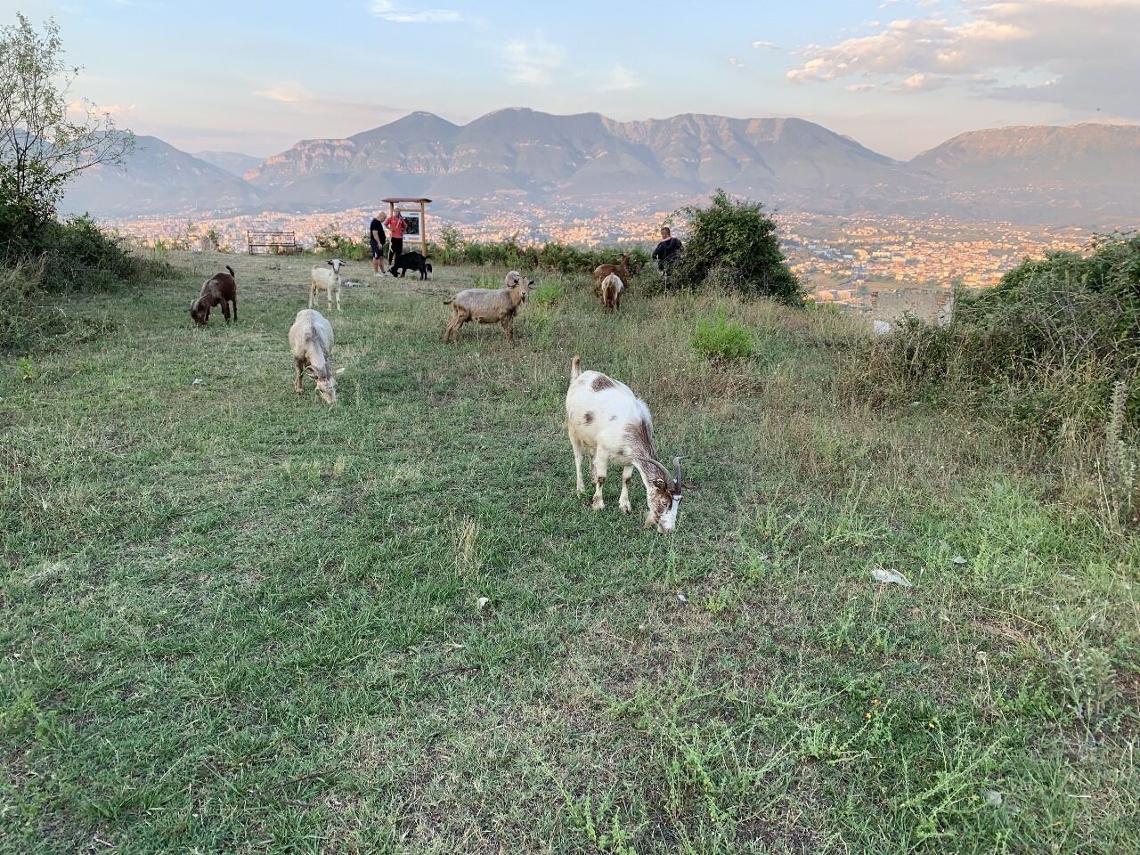 Um campo gramado com animais pastando e uma paisagem urbana ao longe.