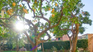 A tree with ripe lemons in a residential area. - Appartamento Casa NUNI (Lavagna)