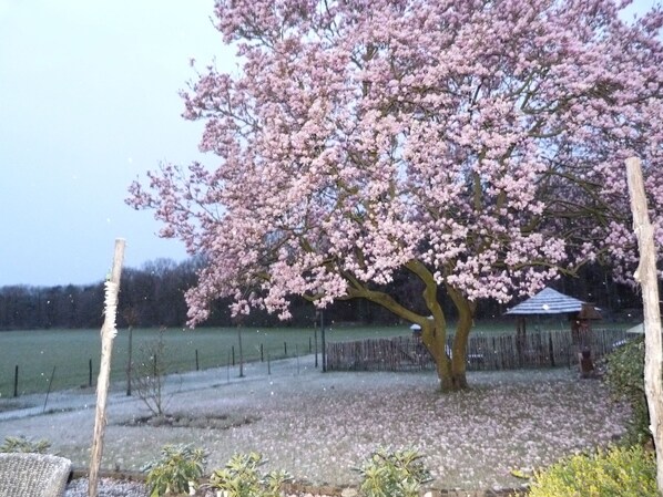 Beautiful magnolia - Spacious Studio, in wooded hiking/biking area. Near ASML. (Knegsel)
