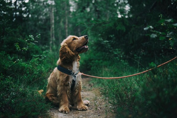 A dog on a leash sitting on a dirt path in a forested area. - Cosy Grasmere Static Caravan (Natland)
