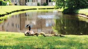 Un estanque con patos y sus crías en una zona cubierta de césped, con un edificio al fondo.