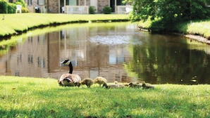 Un estanque con patos y sus crías en una zona cubierta de césped, con un edificio al fondo.