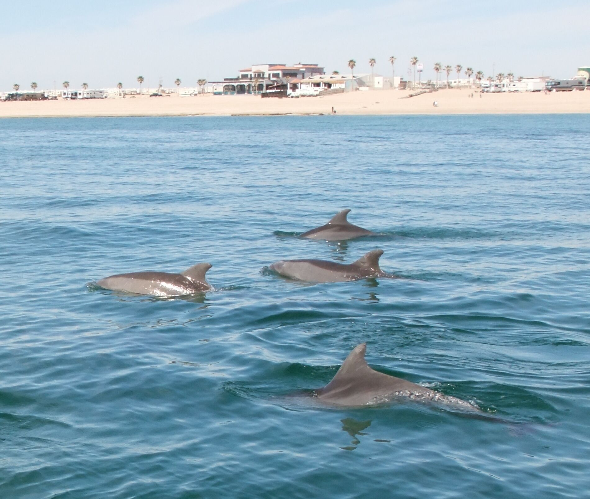 Uma praia com vários golfinhos a nadar na água.