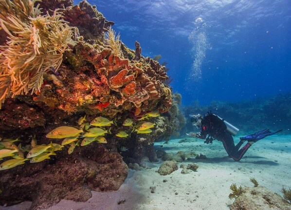 An underwater scene with a diver, coral formations, and fish.