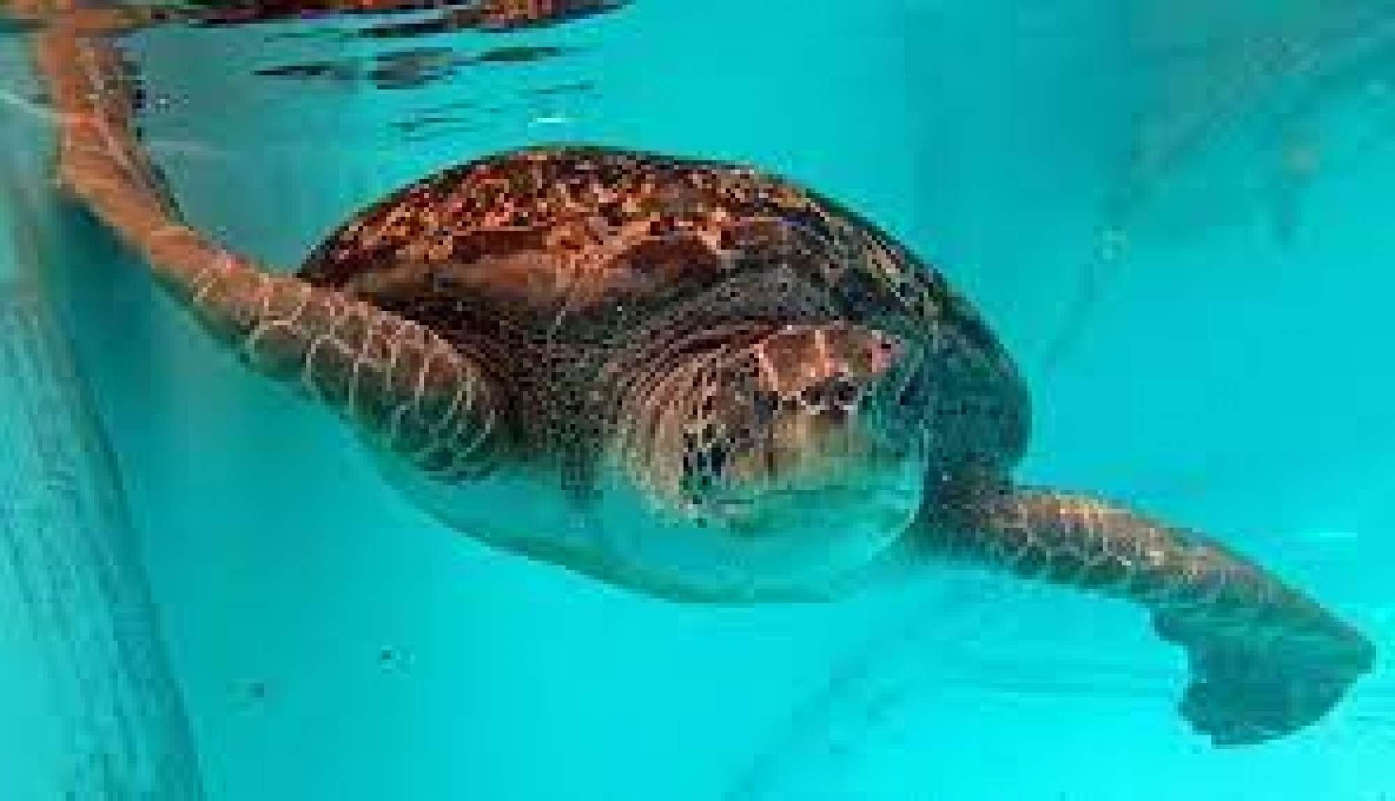 A turtle swimming in a clear blue pool.