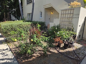 A building with a garden area, a door, and a number 238 on the wall.
