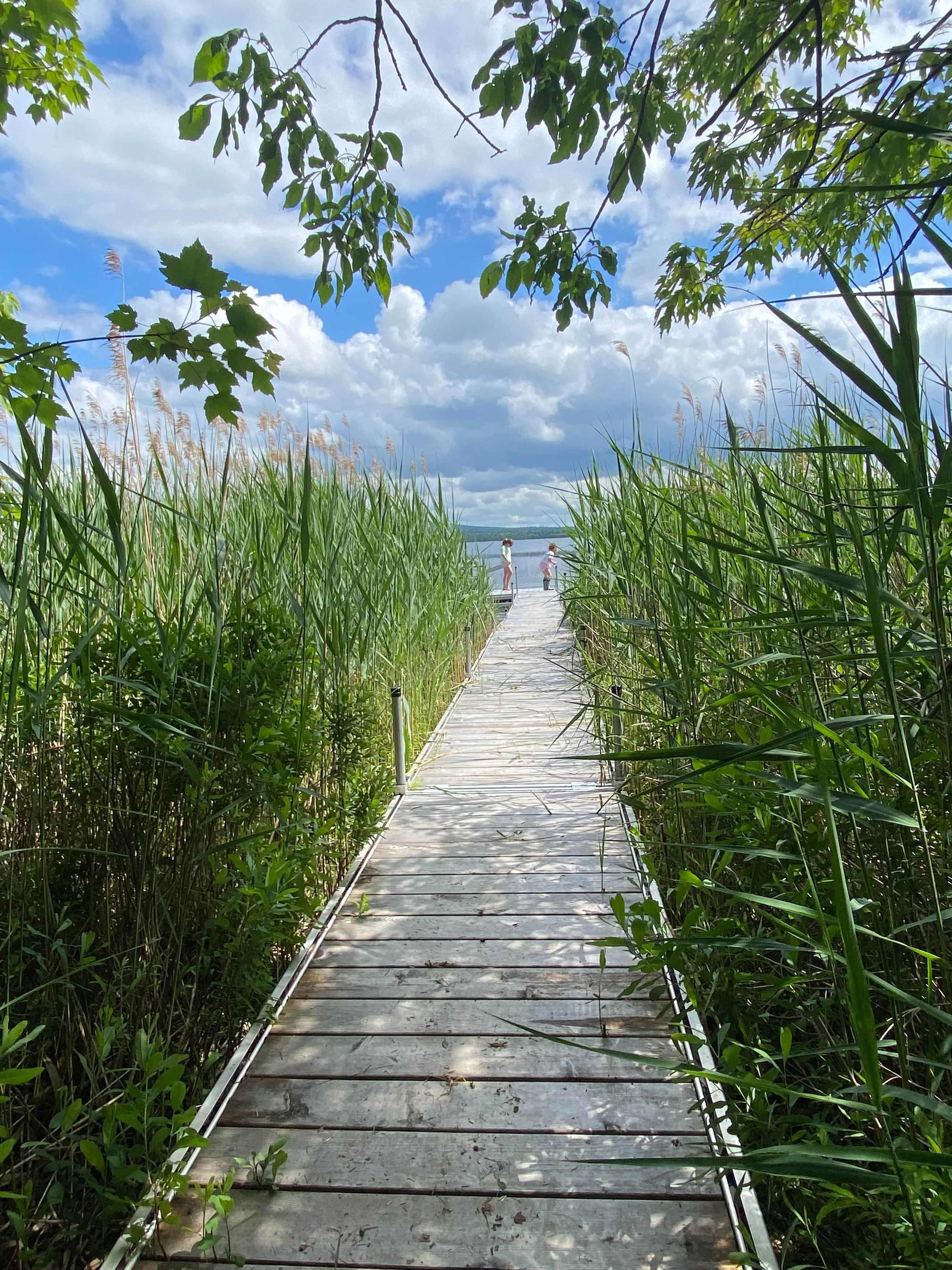 A wooden boardwalk leading through a natural area with tall grasses and trees.