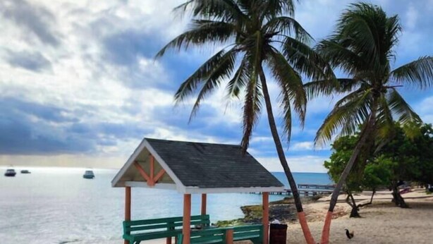 A beach with a small pavilion, palm trees, and a sandy shore.