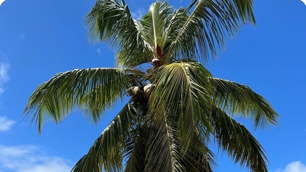 A beach with clear turquoise water, a palm tree, and a few people walking. - LILI Apartment with swimming pool, 400m from the beach. (Les Trois-Îlets)