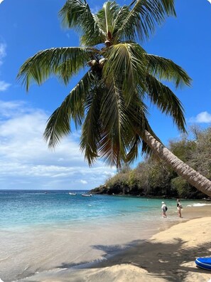Une plage avec une eau turquoise et limpide, un palmier et quelques personnes qui se promènent.
