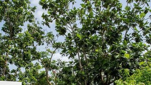 Un área de estar al aire libre con mobiliario de madera y una pequeña mesa, rodeada de exuberante vegetación y un cielo despejado.