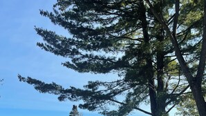 A lakeside view with a grassy deck, a dock, and a covered seating area. - Lake cabin 2-bedroom sleeps 6.  1/2 mile from trails.  Backus with private dock. (Backus)