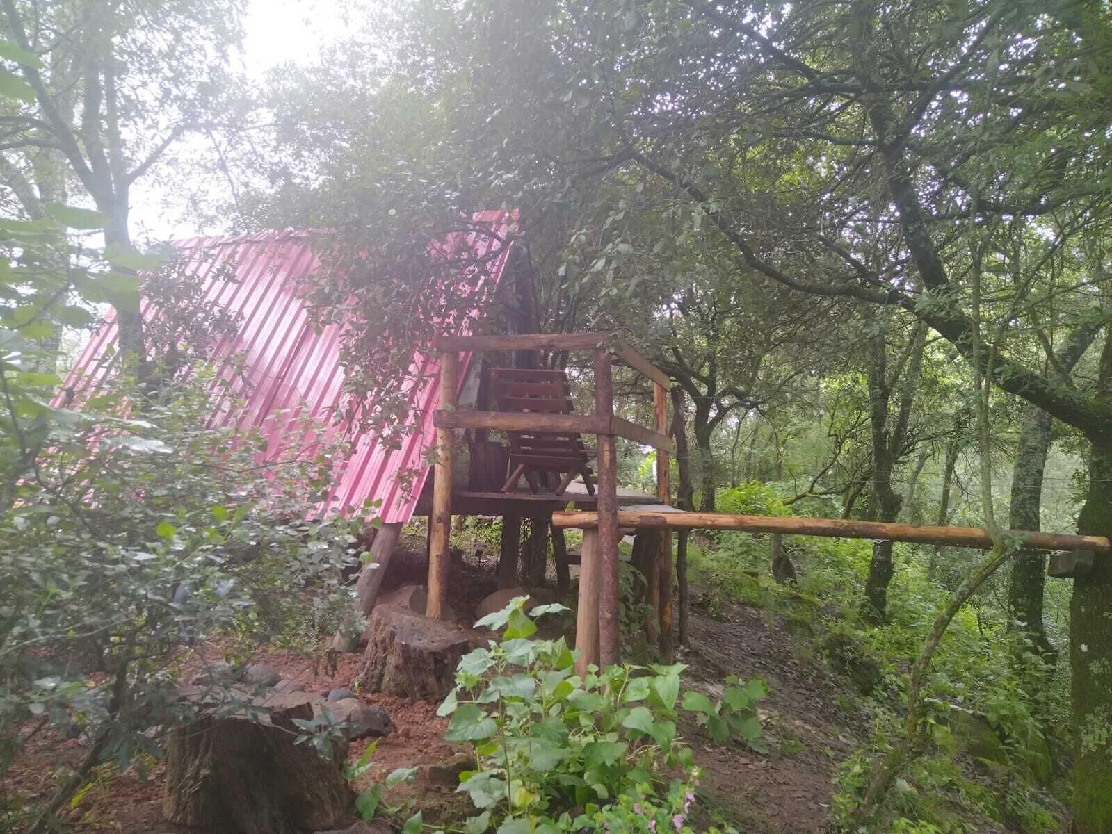 A wooden structure with a staircase surrounded by dense forest.