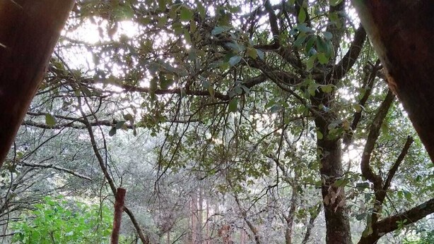 A person sitting on a wooden deck surrounded by trees. - Cabañas Matlahuacales (Chignahuapan)