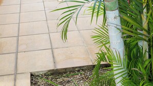 A reception sign with a palm tree in the foreground. - APARTMENT EL JOBO, LA CRUZ, AT 700 MTRS COPAL BEACH, 8 MIN FROM RAJADA (Provincia de Guanacaste)