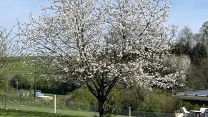 A tree with white blossoms in a grassy area with a paved path and a metal table and chairs. - Gîtes de France® - l'Humesnil (ST VICTOR L'ABBAYE)