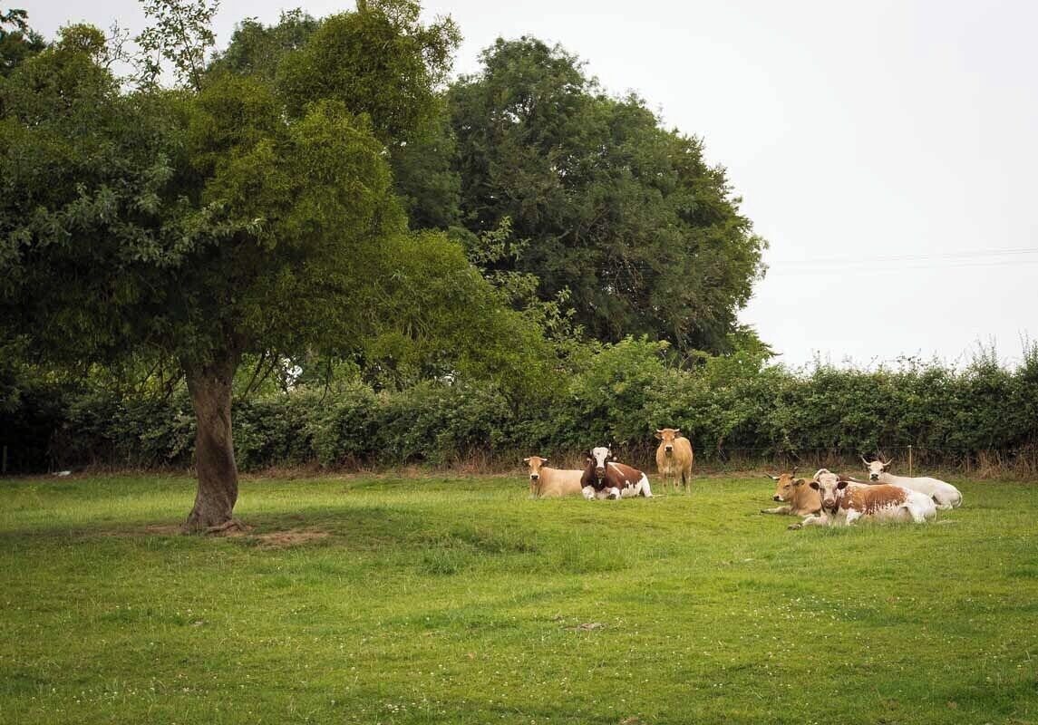 Um campo gramado com uma árvore e um grupo de vacas.