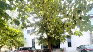 Un arbre davant d'un edifici amb façana blanca i un cotxe negre a prop.