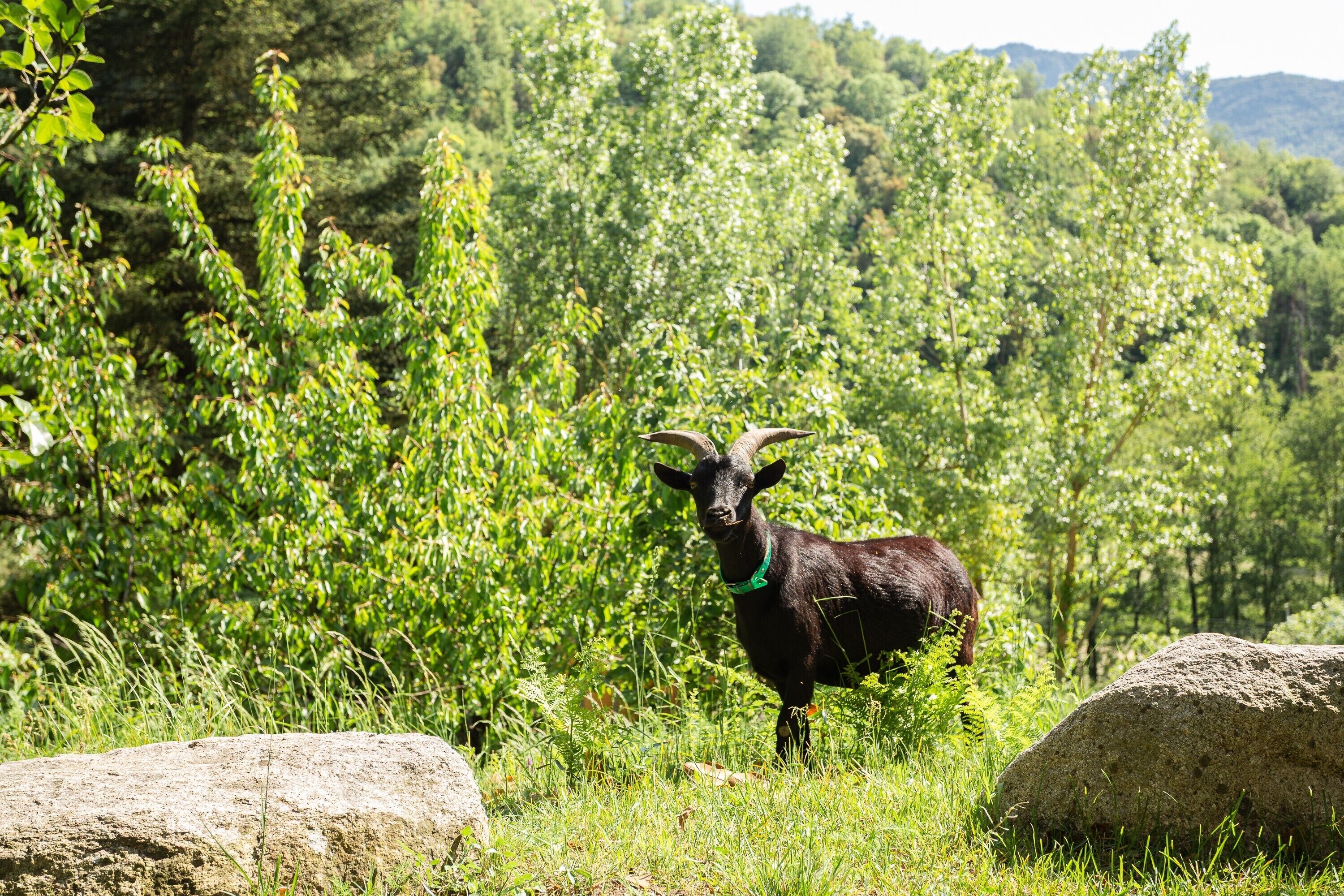 A goat in a grassy field with trees in the background.