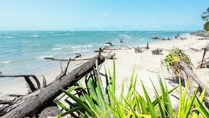 Ein Strand mit Treibholz und grünen Pflanzen im Vordergrund, ruhige Wellen im Hintergrund.