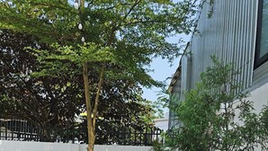A courtyard with a variety of plants, a tree, and a paved walkway. - Mit homestay (Hue)