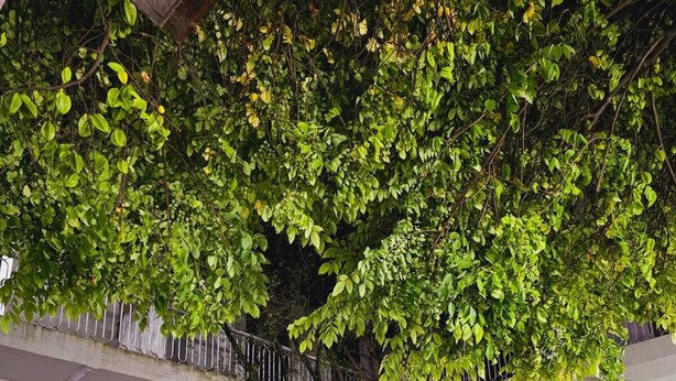 Property grounds - Prem Niwas a Heritage Hotel & Homestay  (Udaipur)