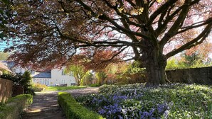 Een tuinpad dat leidt naar een wit huis, met een grote boom op de voorgrond.