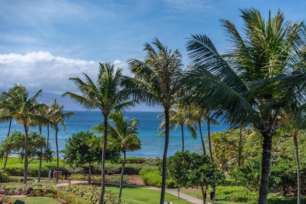 A tropical resort with palm trees, a pathway, and a view of the ocean.