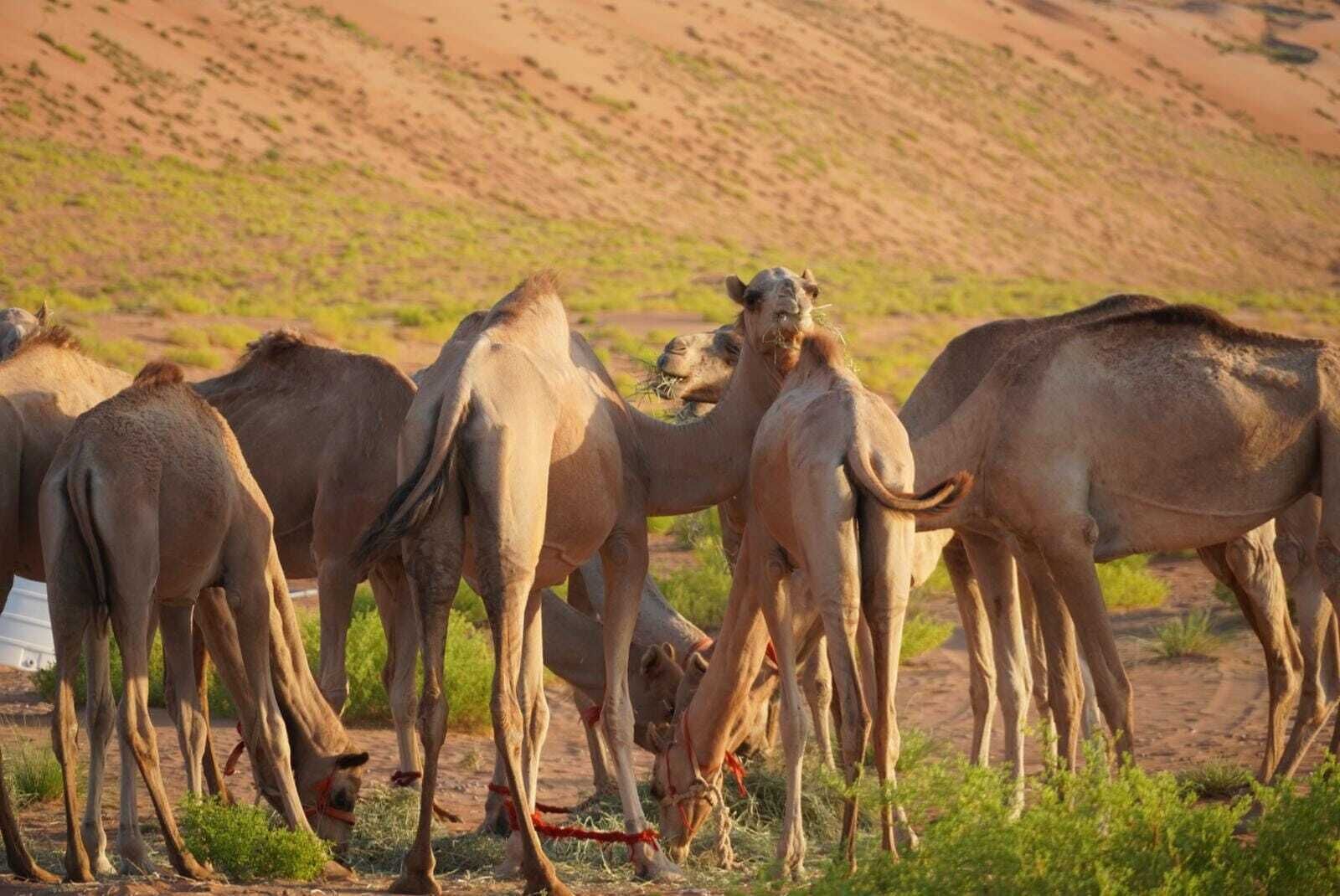 Game drive