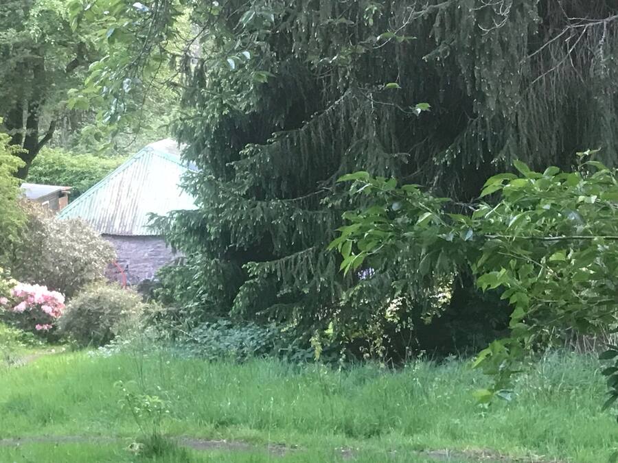 Un jardín exuberante con diversos árboles y arbustos, una casa con techo verde, y un primer plano con césped.