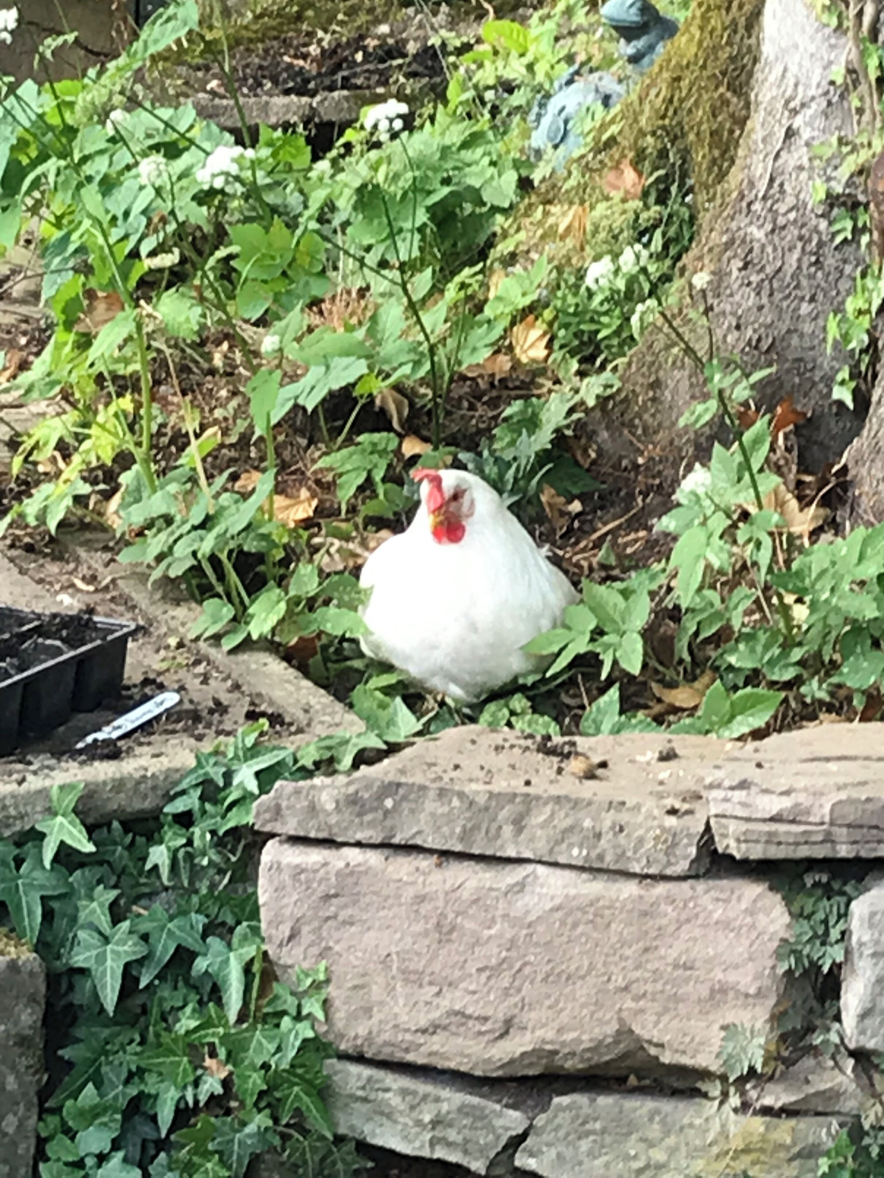 Un gallo bianco in un giardino con vegetazione verde e un muro di pietra.