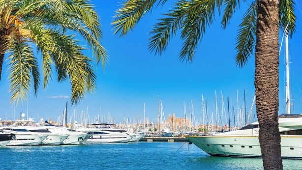 Un puerto deportivo con varios yates amarrados, palmeras y un cielo azul despejado.