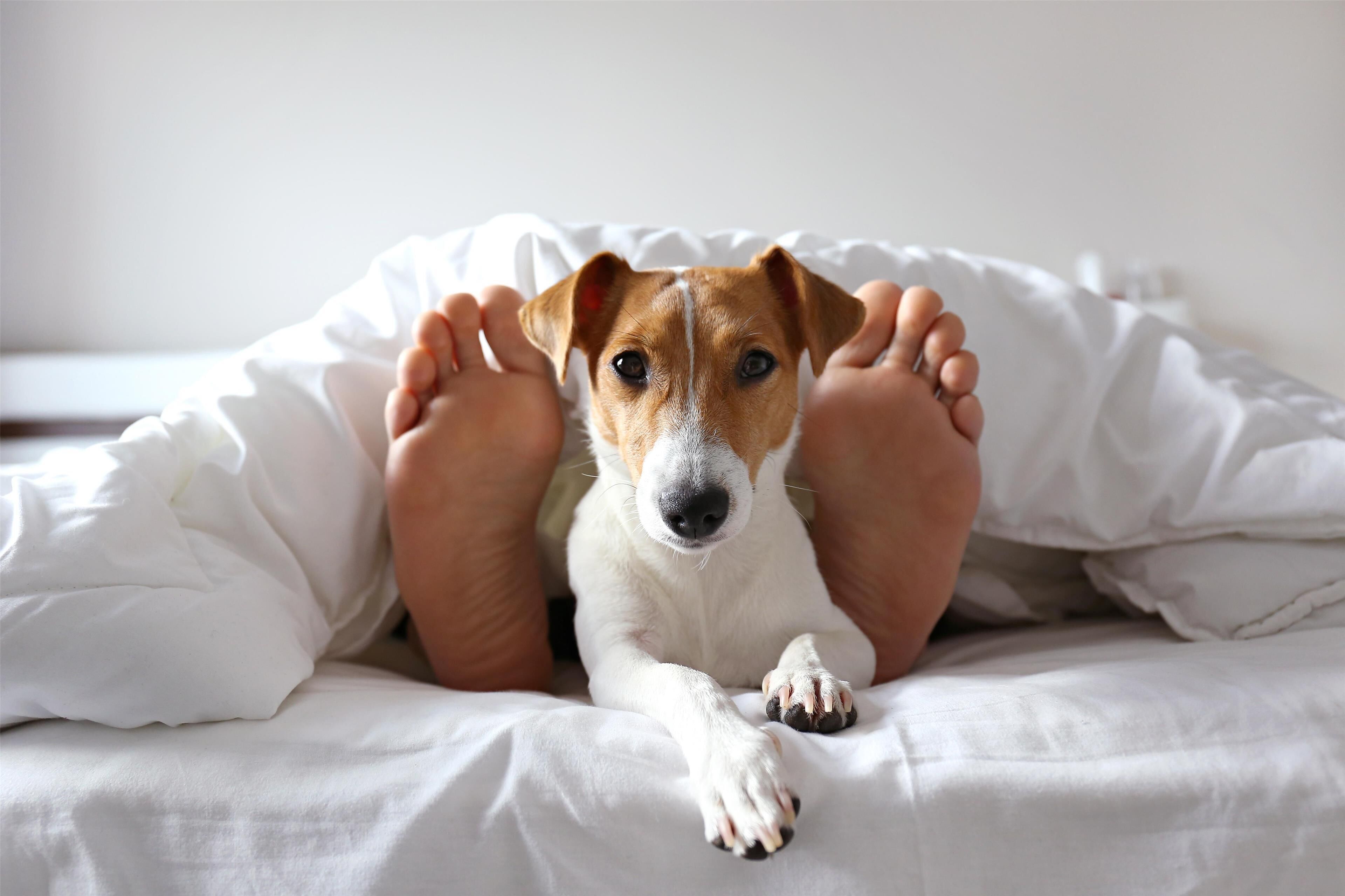 A dog lying on a bed with white bedding.