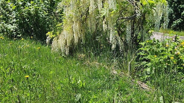 Un campo verde y exuberante con diversas flores silvestres y un árbol con flores blancas colgantes.