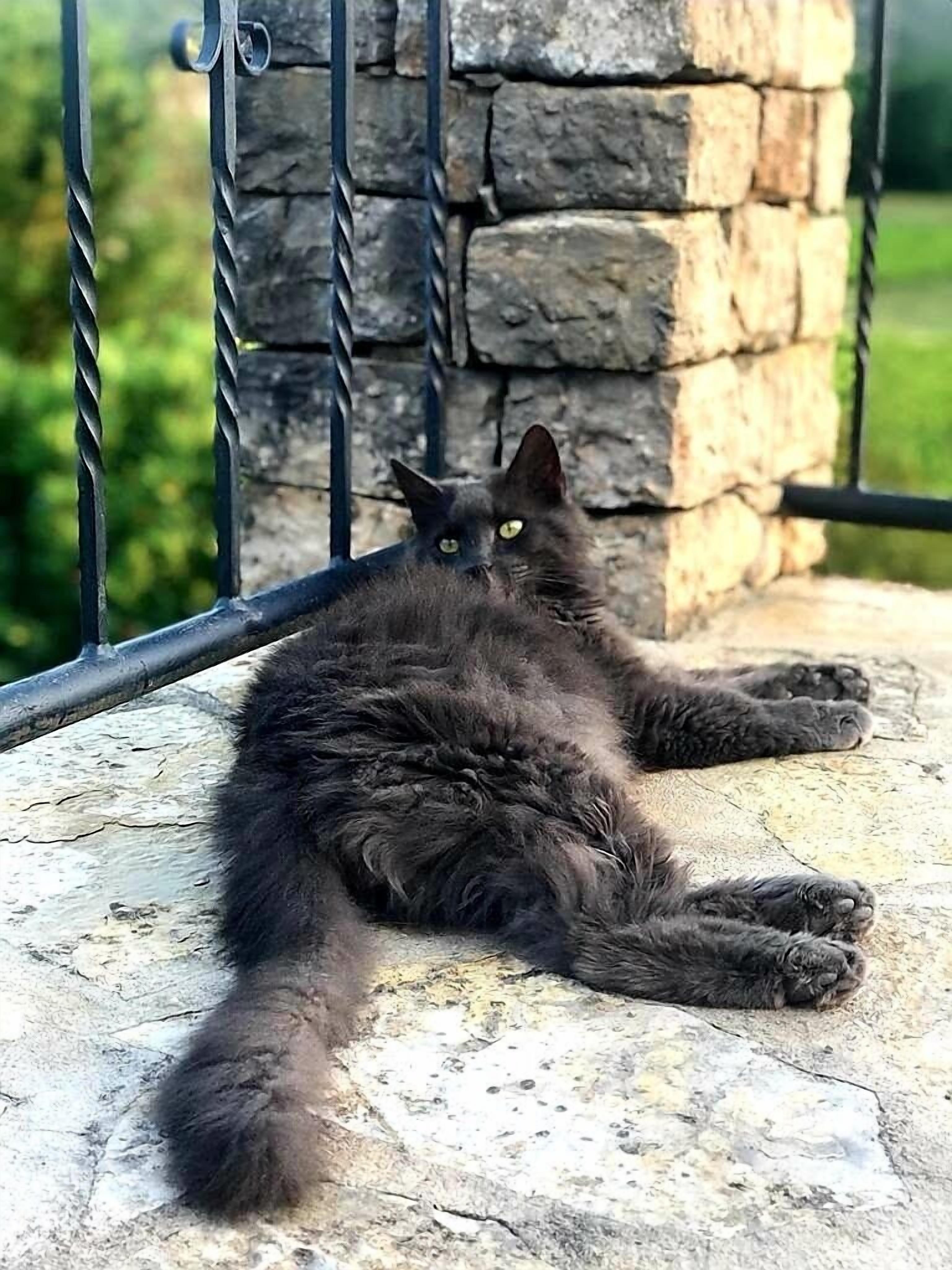 A cat lying on a stone surface with a stone wall and metal railing in the background.