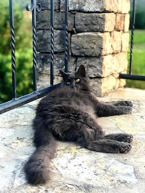 A cat lying on a stone surface with a stone wall and metal railing in the background. - Le Mas de San lou (Cabasse)
