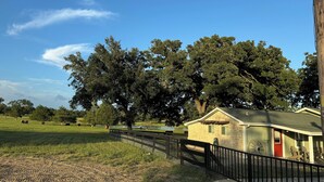 A rural setting with a large tree, a fenced area, and a small building with a red door. - 3-Br Nature Oasis in rolling hills of Burton, 15 minutes from Round Top (Burton)
