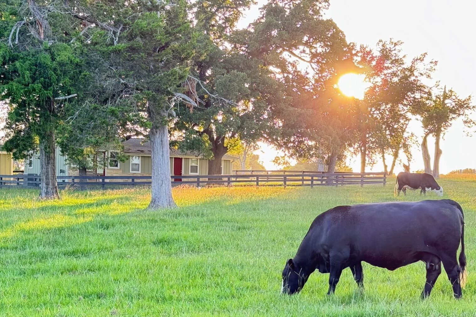 A black cow grazing in a grassy field with a house and trees in the background.