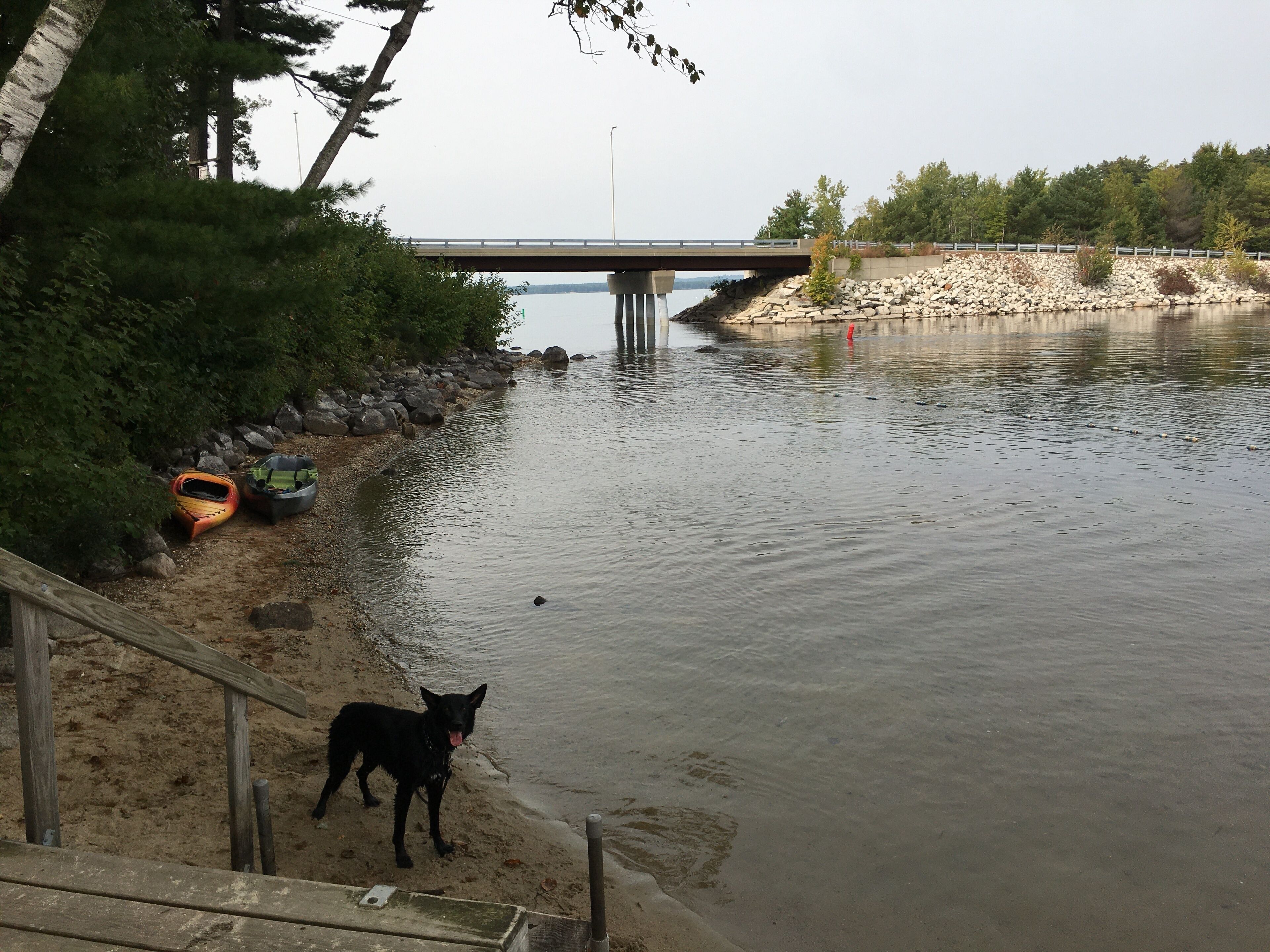 A dog near a riverbank with kayaks and a bridge in the background.