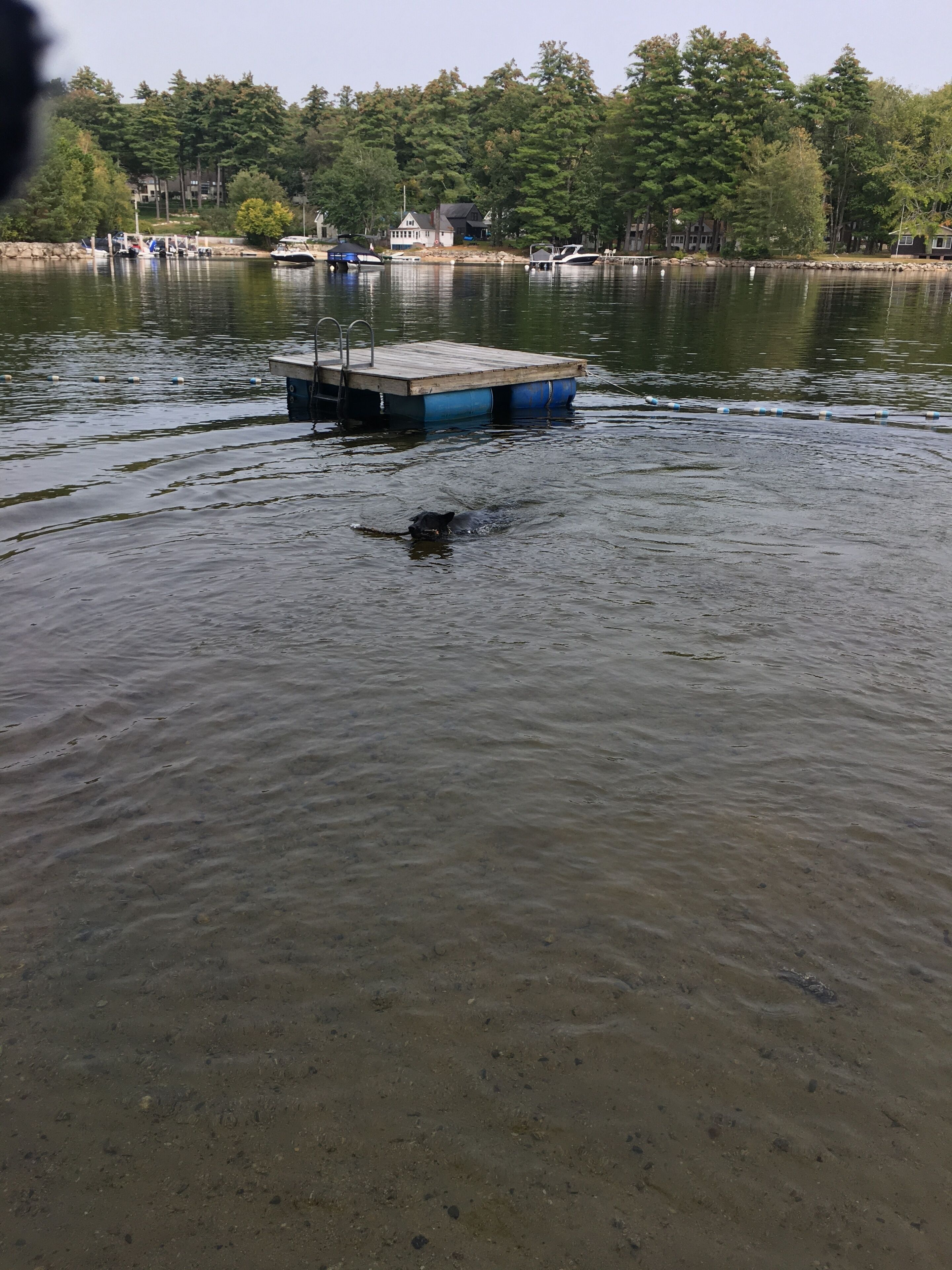 Um cais com um barco e um cachorro nadando por perto.