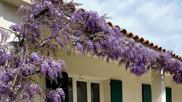 Un bâtiment doté d’un patio couvert, de volets verts et d’un pot de fleurs contenant des plantes aux fleurs violettes.