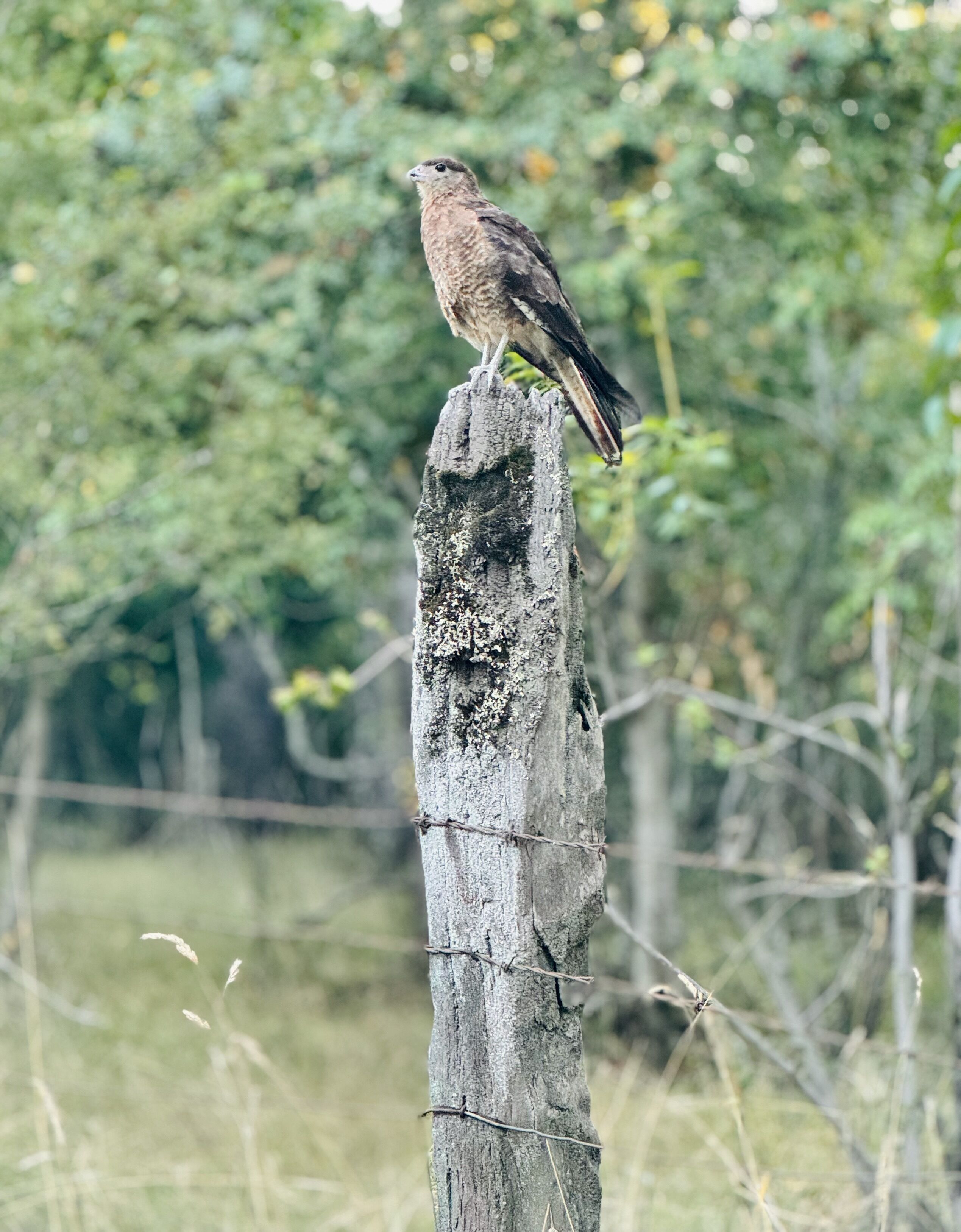 Photo - Hostal Treile