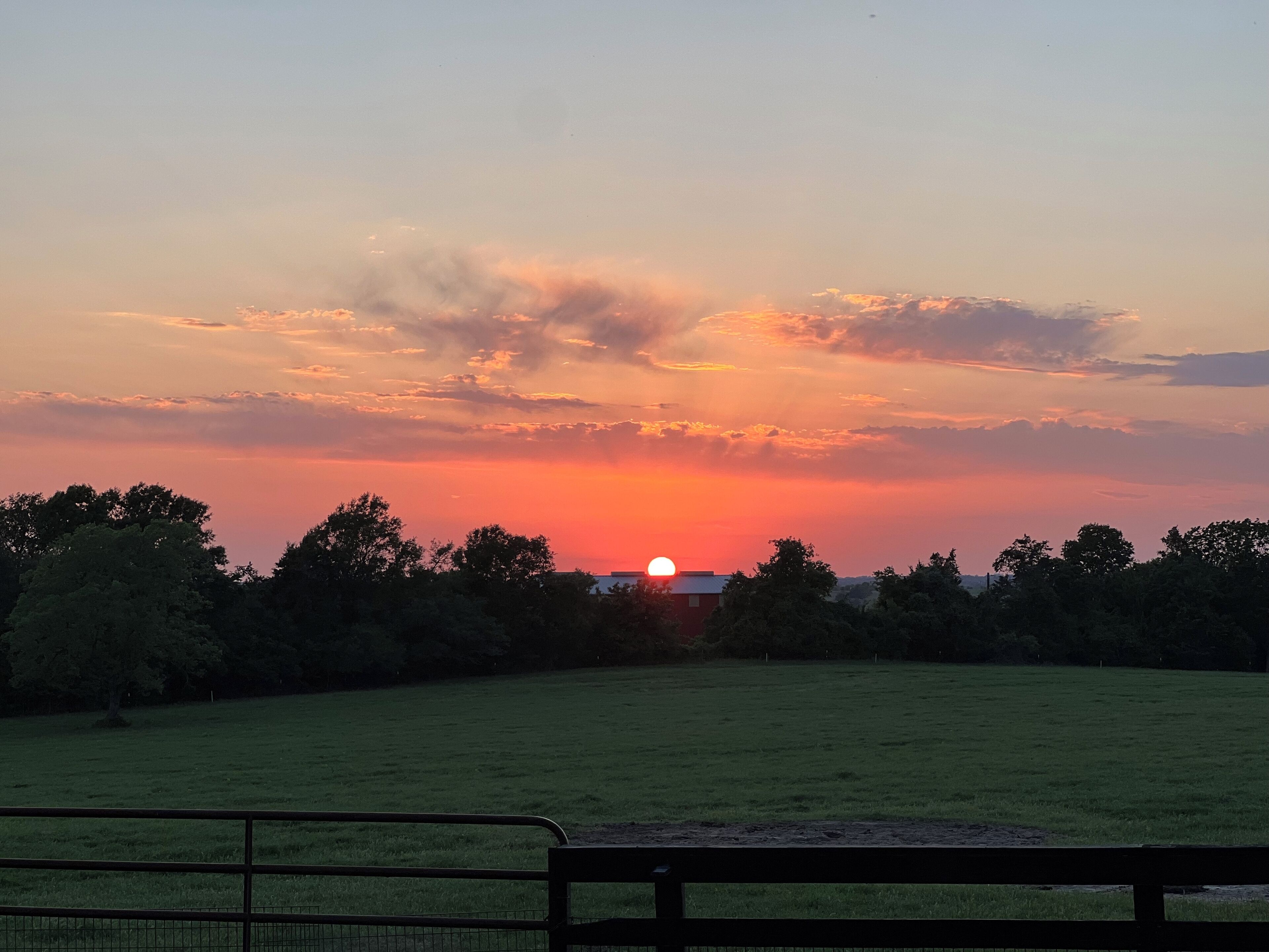 A sunset over a grassy field with trees in the foreground and a fence in the foreground.